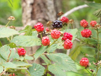 20160629 - Sawtooth Blackberry