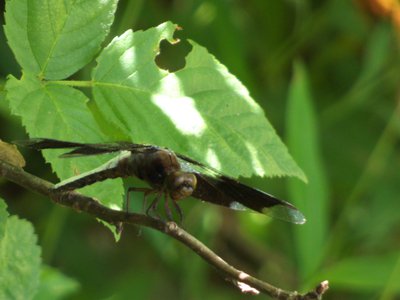 20160814 - Common Whitetail