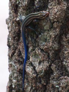 20160814 - Southeastern Five-lined Skink 1