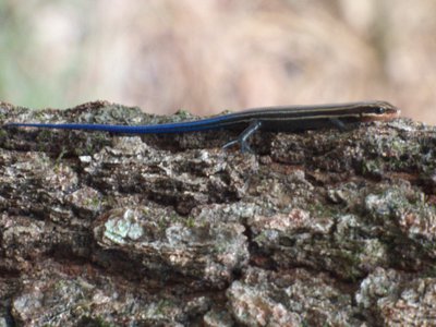 20160814 - Southeastern Five-lined Skink 2