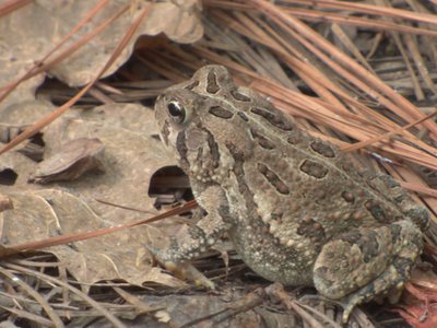 20160820 - Fowlers Toad