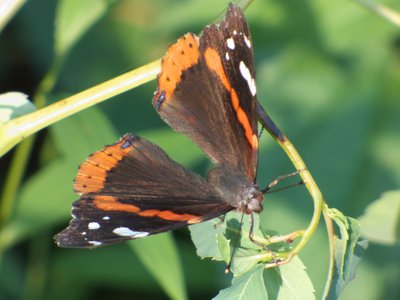 20160820 - Red Admiral