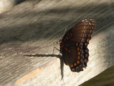 20160820 - Red-spotted Purple 1