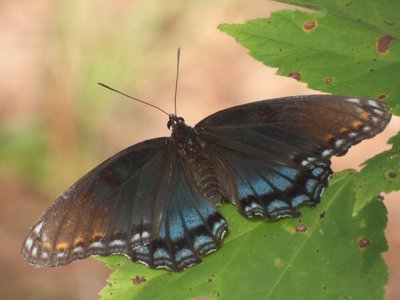 20160820 - Red-spotted Purple 2