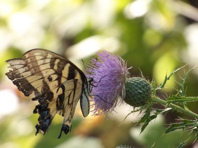 20160905 - Eastern Tiger Swallowtail