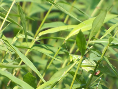 20160905 - Fork-tailed Bush Katydid