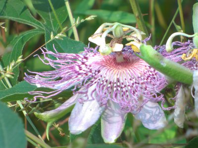 20160905 - Purple Passionflower