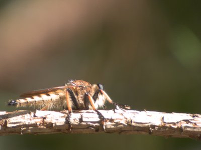 20160905 - Robber Fly