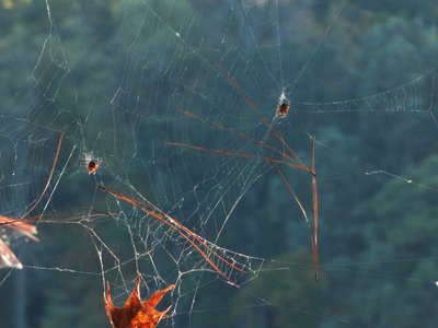 20161102 - Dual Spiderweb