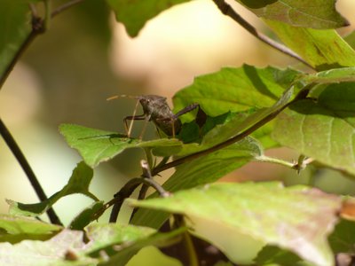 20161102 - Helmeted Squash Bug