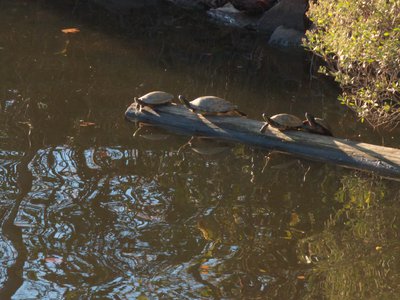 20161102 - Yellow-bellied Sliders