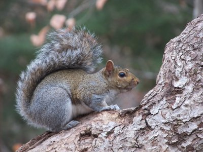 20161213 - Squirrel