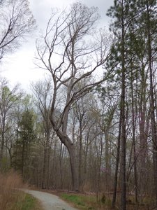 20160325 - Duke Forest, Concrete Bridge Rd