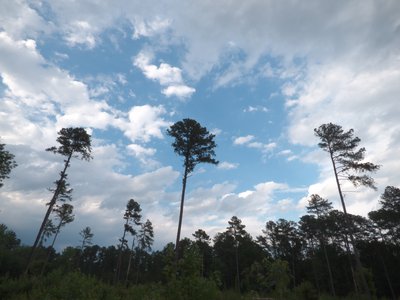 20160629 - Korstian - Midway Field