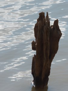 20160820 - Driftwood