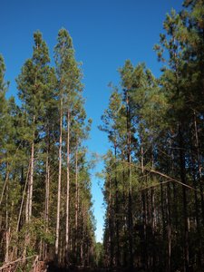 20161023 - Pine Corridor, Korstian Division