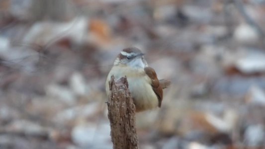 20170305 - Duke Forest - Carolina Wren