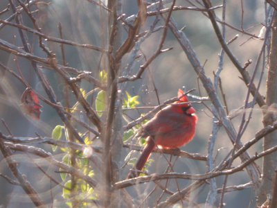 20170305 - Duke Forest - Northern Cardinal