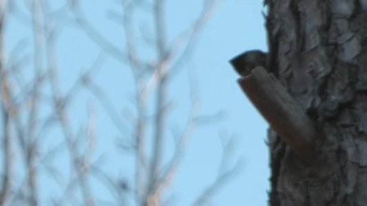 20170305 - Duke Forest - Pine Warbler