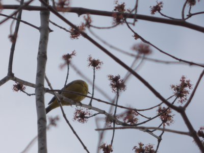 20170329 - Chapel Hill - Common Yellowthroat