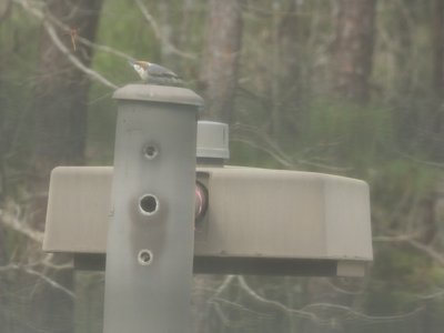 20170329 - Chapel Hill - Nuthatch 1