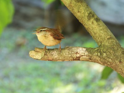 20170508 - Hillsborough - Carolina Wren