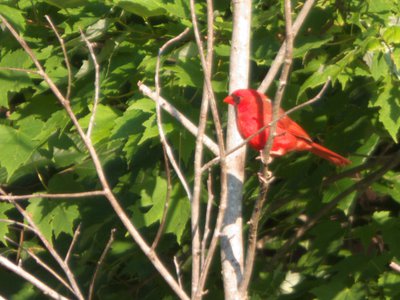 20170604 - Johnston Mill - Cardinal