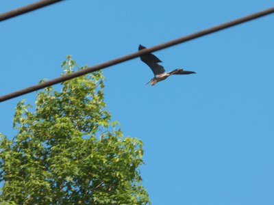 20170604 - Johnston Mill - Great Blue Heron