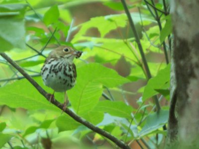 20170604 - Johnston Mill - Wood Thrush