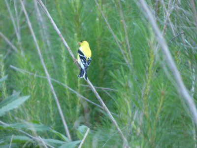 20170614 - Duke Forest - American Goldfinch