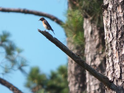 20170614 - Duke Forest - Eastern Bluebird 1