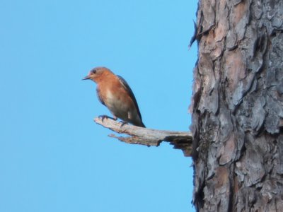 20170614 - Duke Forest - Eastern Bluebird 2