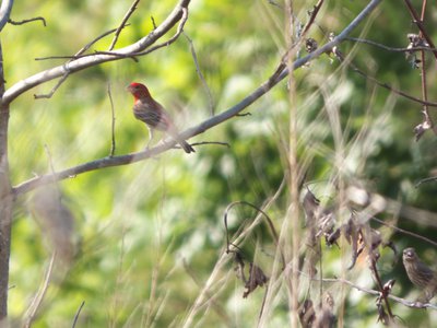 20170614 - Duke Forest - House Finch