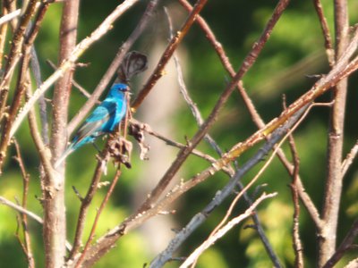 20170614 - Duke Forest - Indigo Bunting