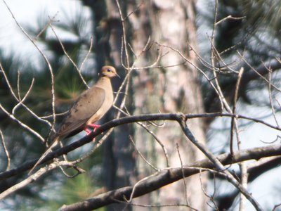 20170614 - Duke Forest - Mourning Dove