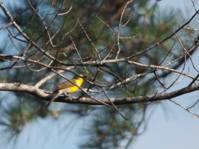 20170614 - Duke Forest - Yellow-breasted Chat