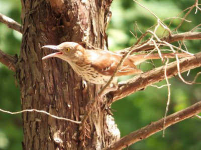 20170722 - DMLS - Brown Thrasher