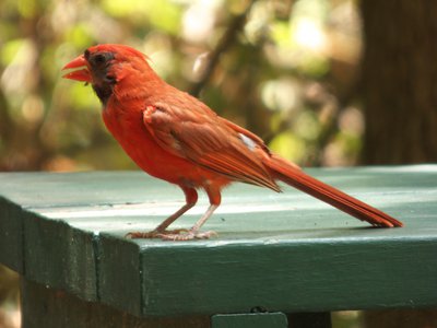 20170722 - DMLS - Northern Cardinal