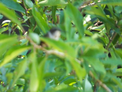 20170730 - Prairie Ridge - Blurred Hummingbird