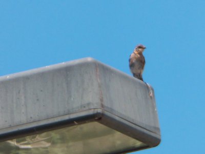 20170730 - Prairie Ridge - Eastern Bluebird