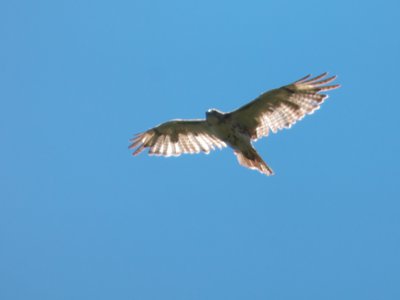 20170730 - Prairie Ridge - Red-tailed Hawk 1