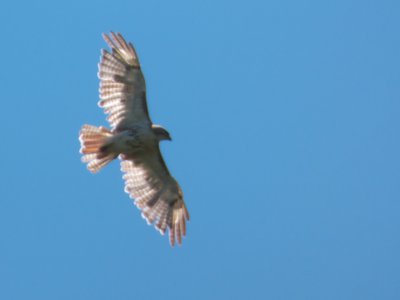 20170730 - Prairie Ridge - Red-tailed Hawk 2