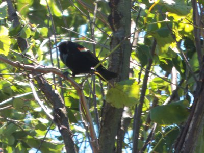 20170730 - Prairie Ridge - Red-winged Blackbird 1