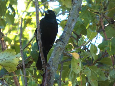 20170730 - Prairie Ridge - Red-winged Blackbird