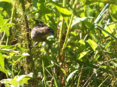 20170730 - Schenck Forest - Blue Grosbeak 1