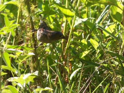 20170730 - Schenck Forest - Blue Grosbeak 2