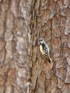 20170730 - Schenck Forest - Downy Woodpecker 1