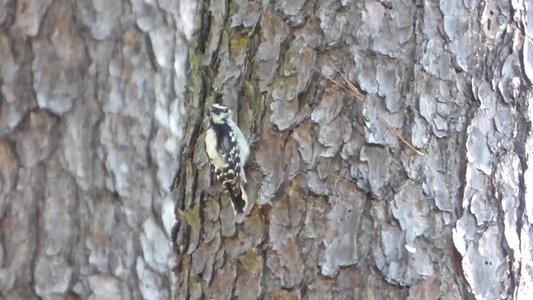 20170730 - Schenck Forest - Downy Woodpecker 2