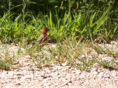 20170730 - Schenck Forest - House Finch