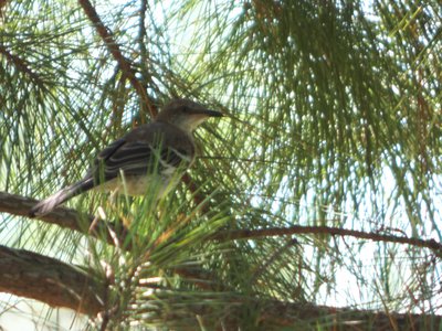 20170730 - Schenck Forest - Mockingbird